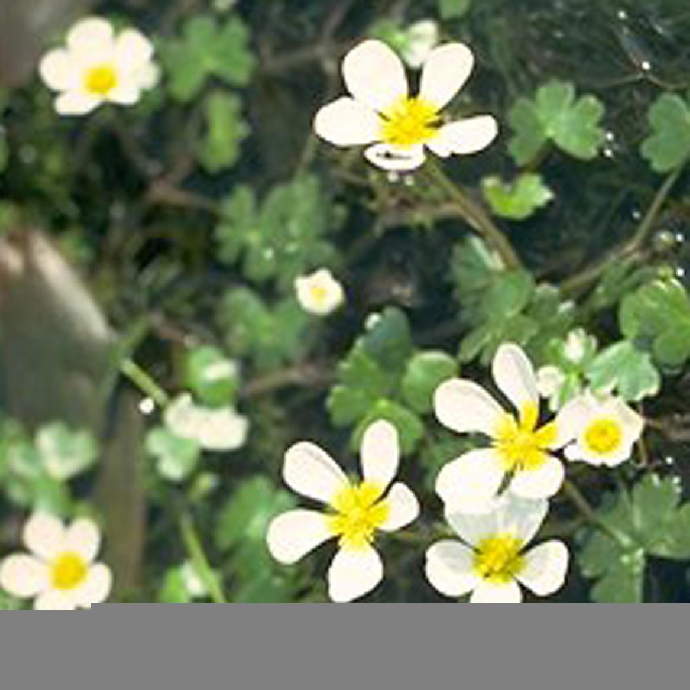 RANUNCULUS aquatilis