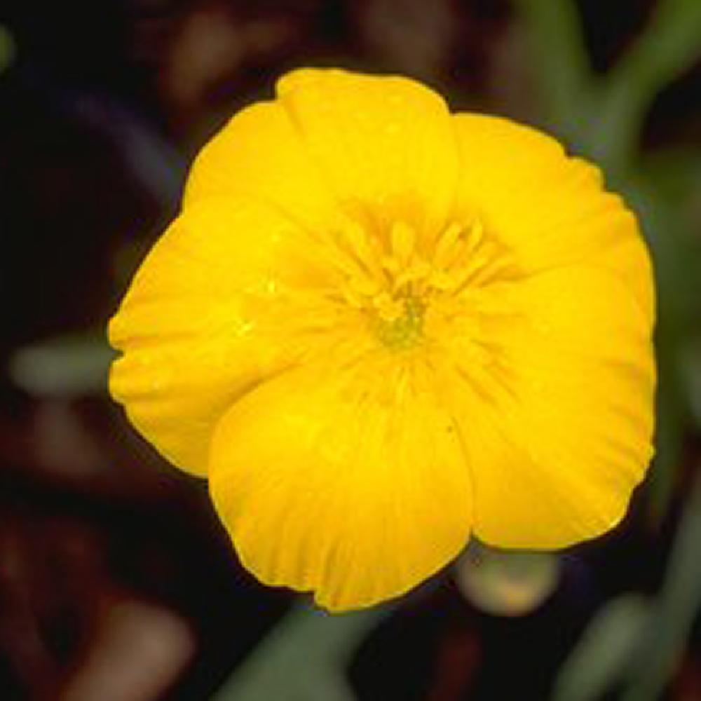 RANUNCULUS gramineus