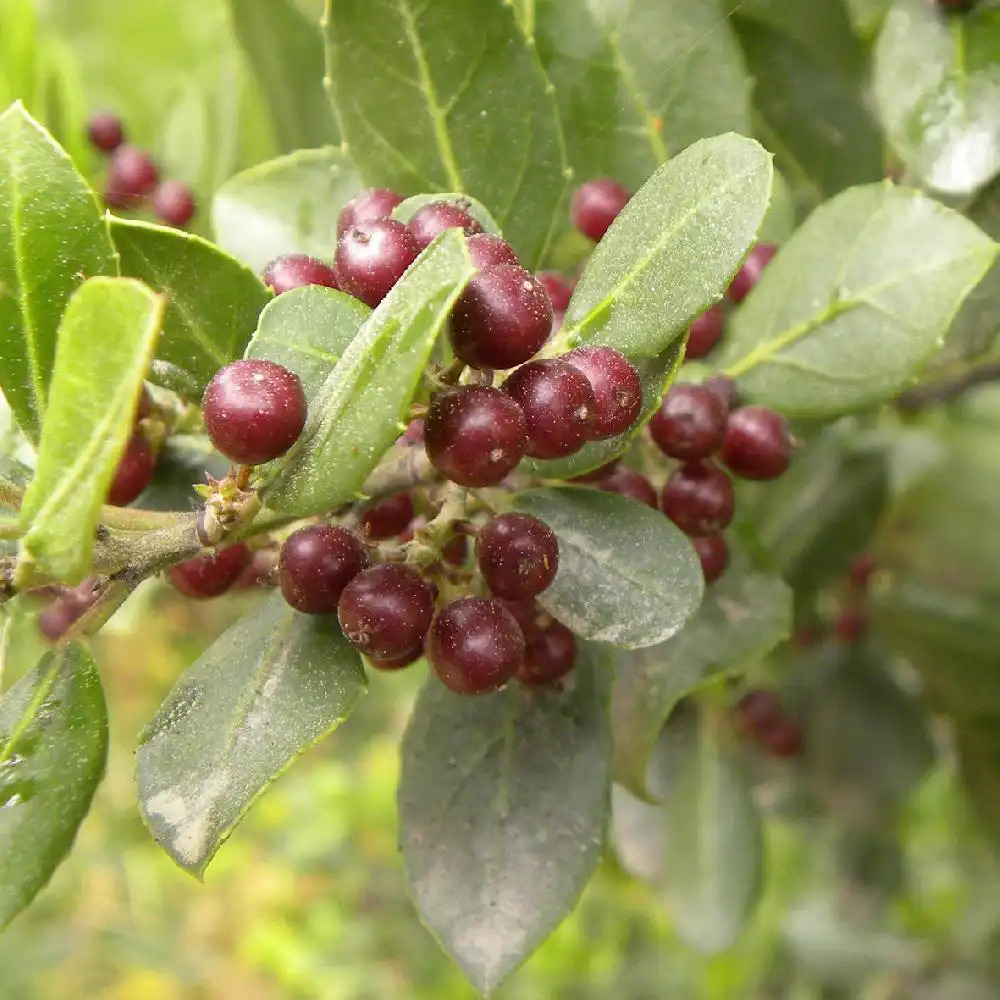 RHAMNUS alaternus