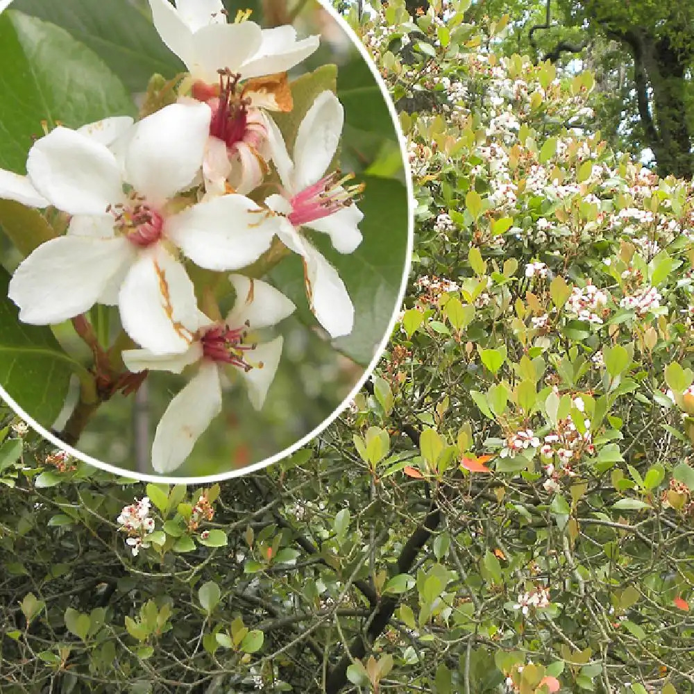 RHAPHIOLEPIS umbellata f. ovata