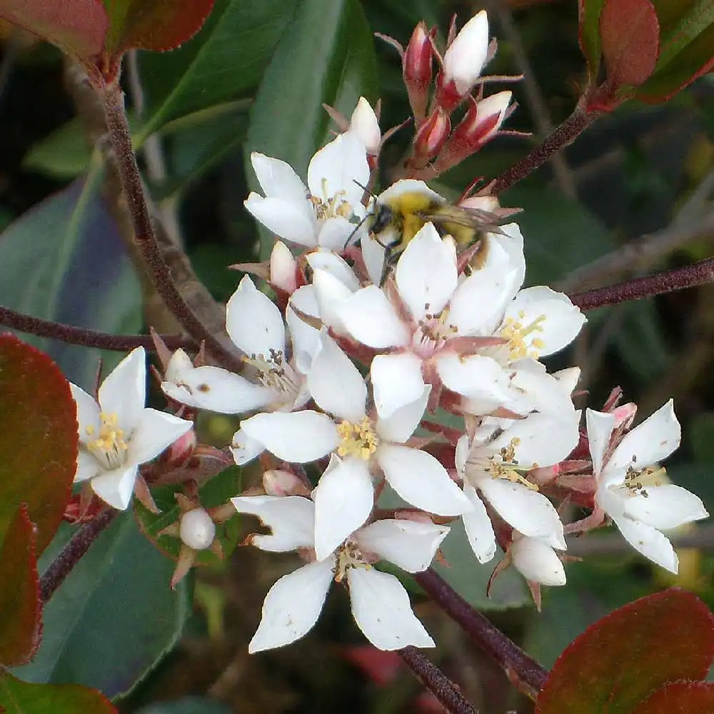 RHAPHIOLEPIS umbellata