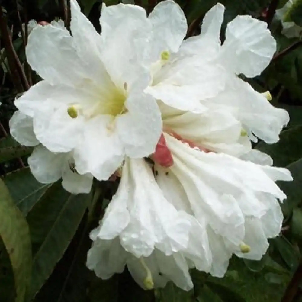 RHODODENDRON x Agayon