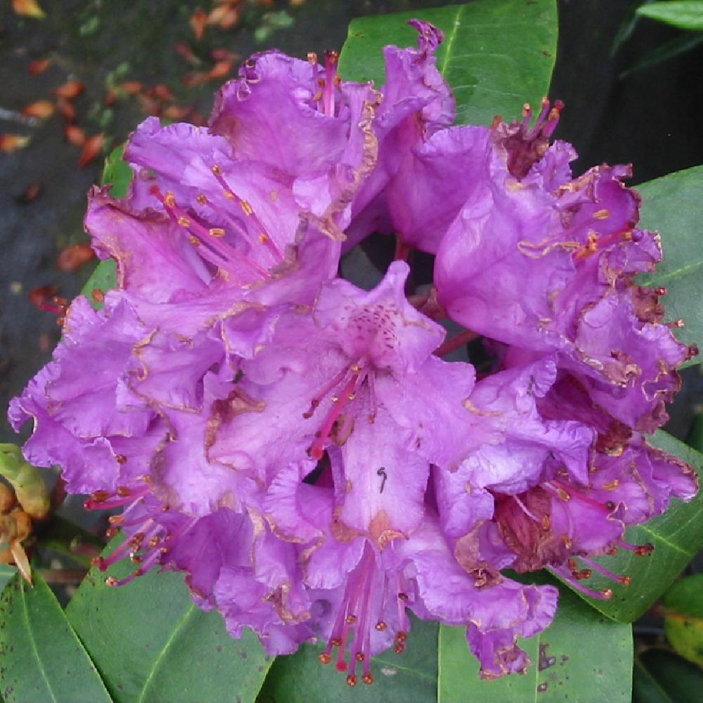 RHODODENDRON 'Alfred'