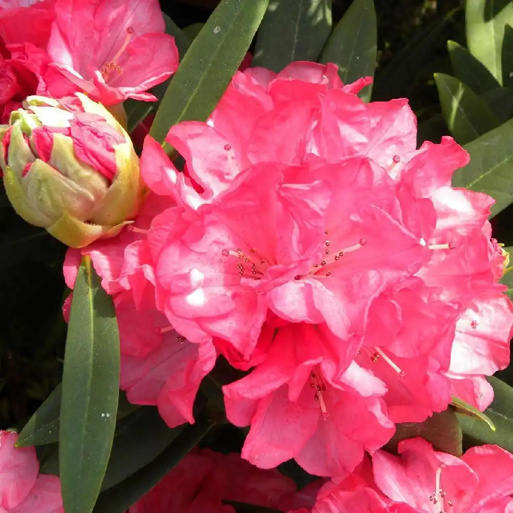 RHODODENDRON 'Ana'