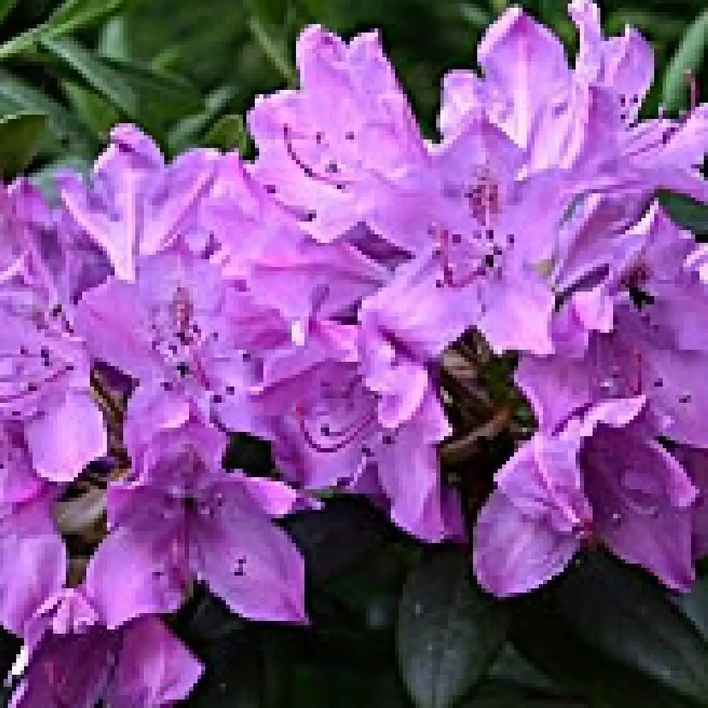 RHODODENDRON 'Catawbiense Bourseault'