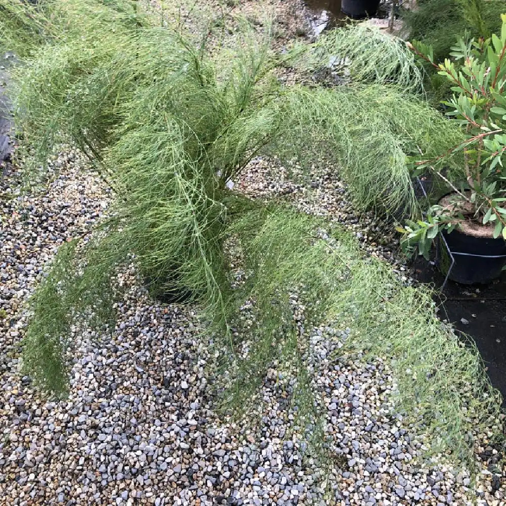 RHODOCOMA capensis.' image 2