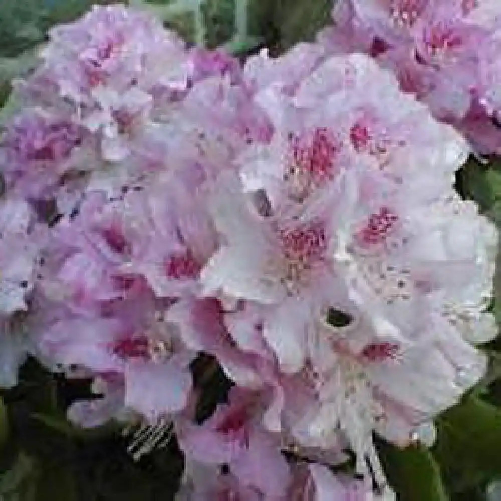 RHODODENDRON 'Cheer'