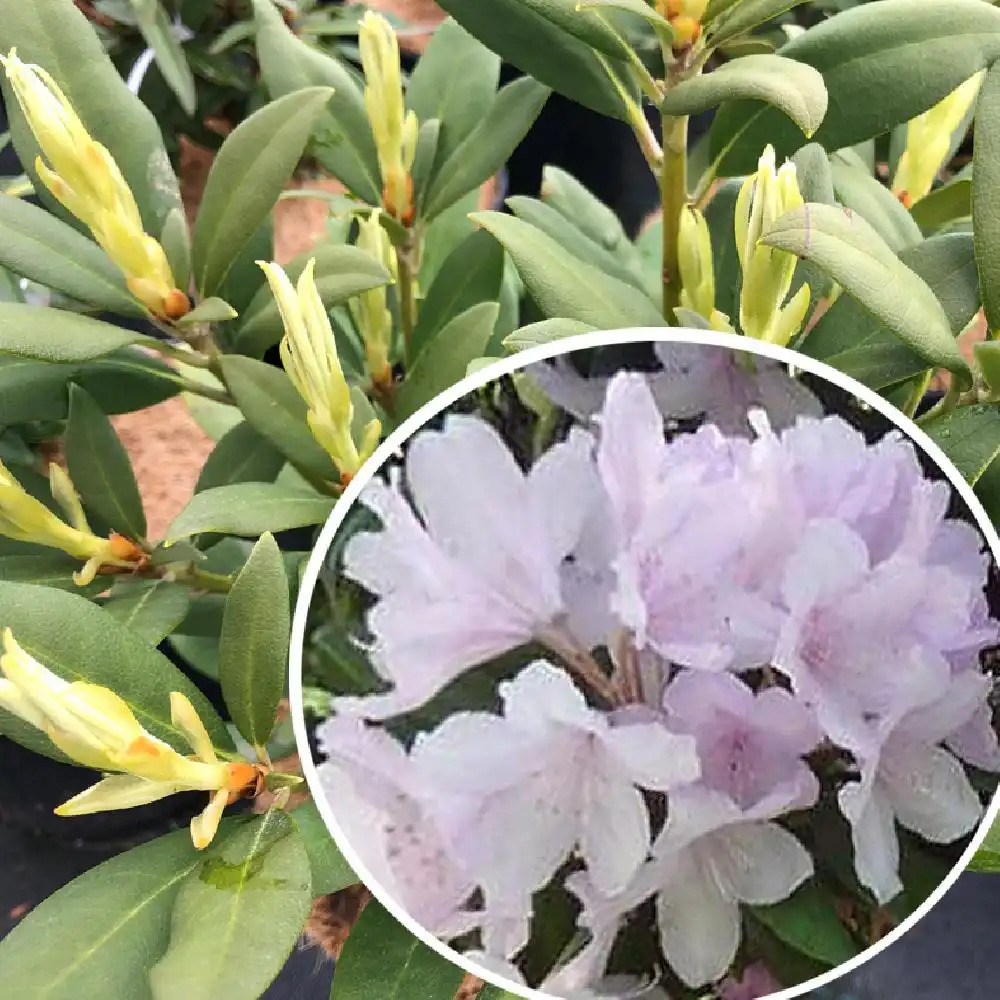 RHODODENDRON 'Daniel Gelin'