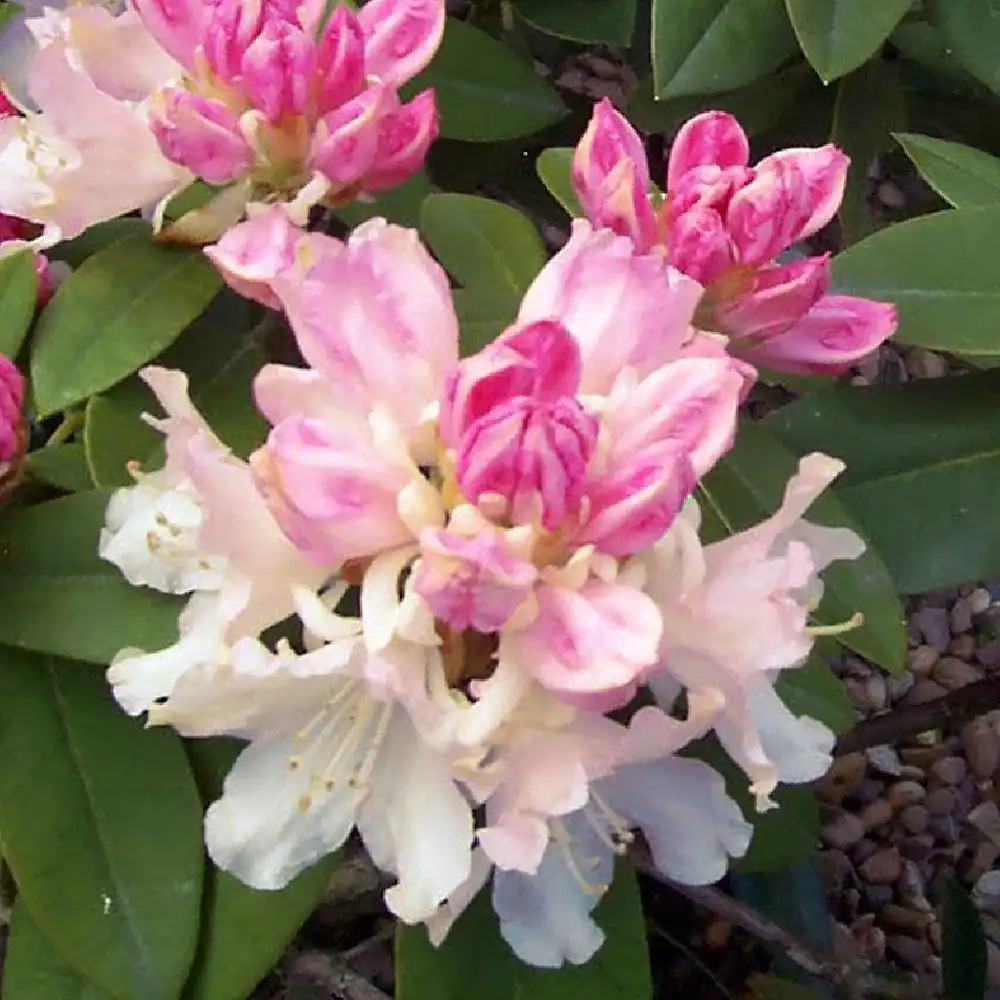 RHODODENDRON 'Dreamland'