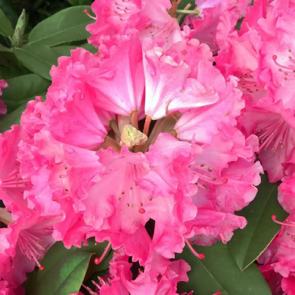 RHODODENDRON x fenbeyum