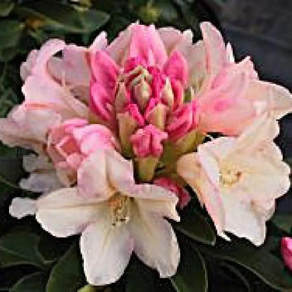 RHODODENDRON 'Golden Torch'