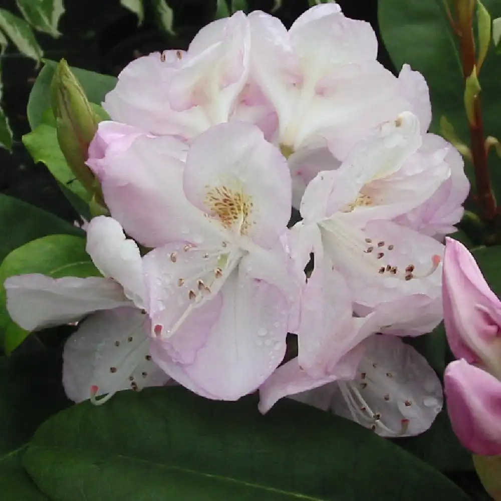 RHODODENDRON 'Gomer Waterer'