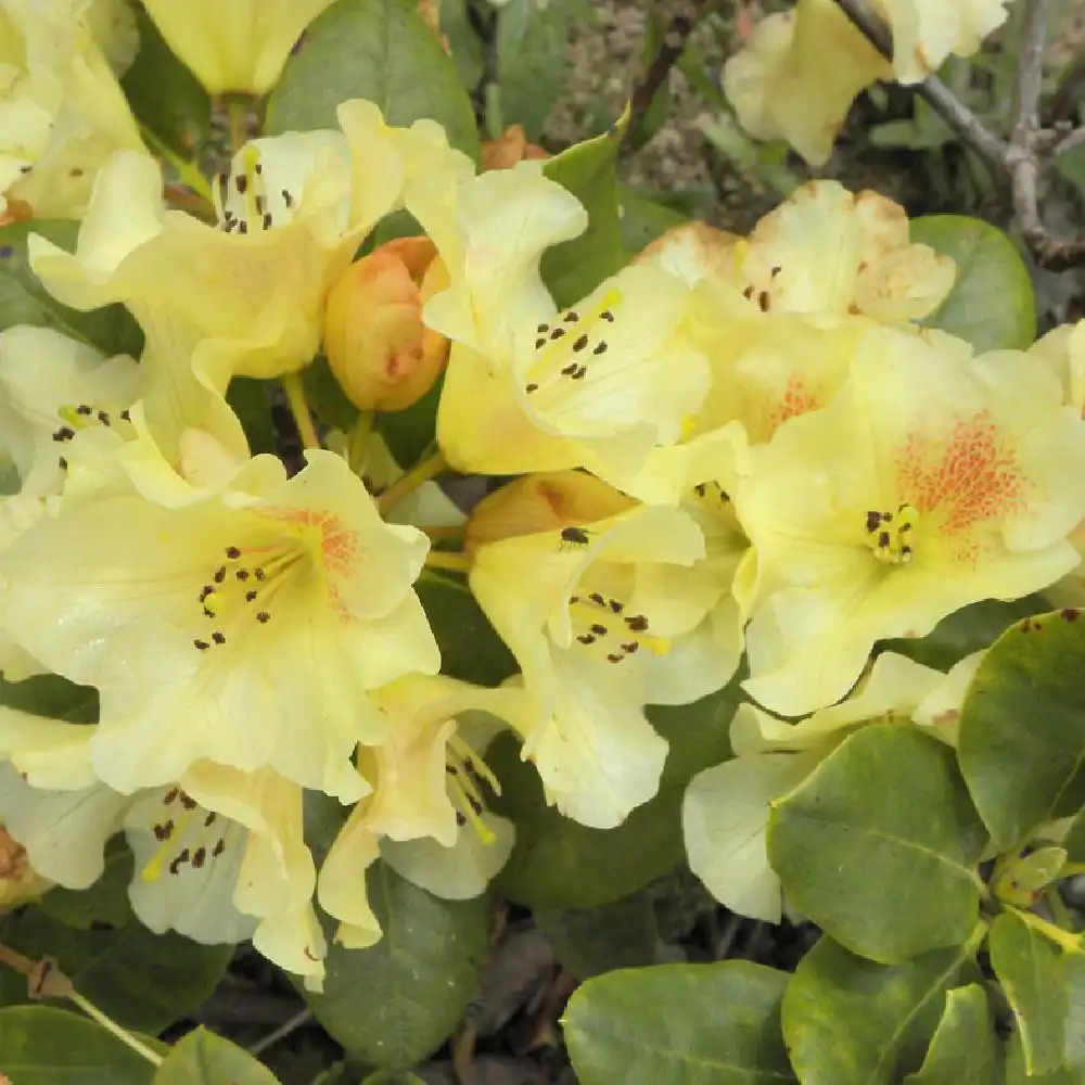 RHODODENDRON 'Golden Witt'