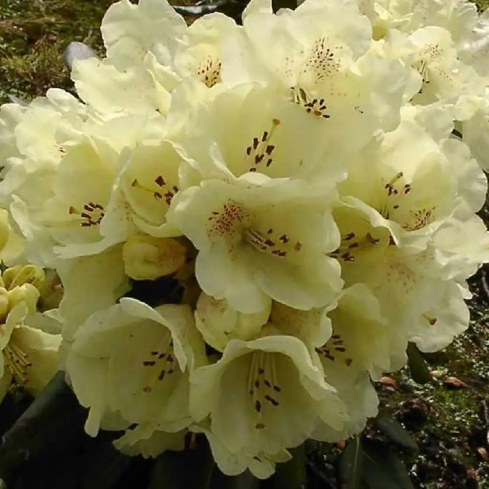 RHODODENDRON 'Goldkrone'