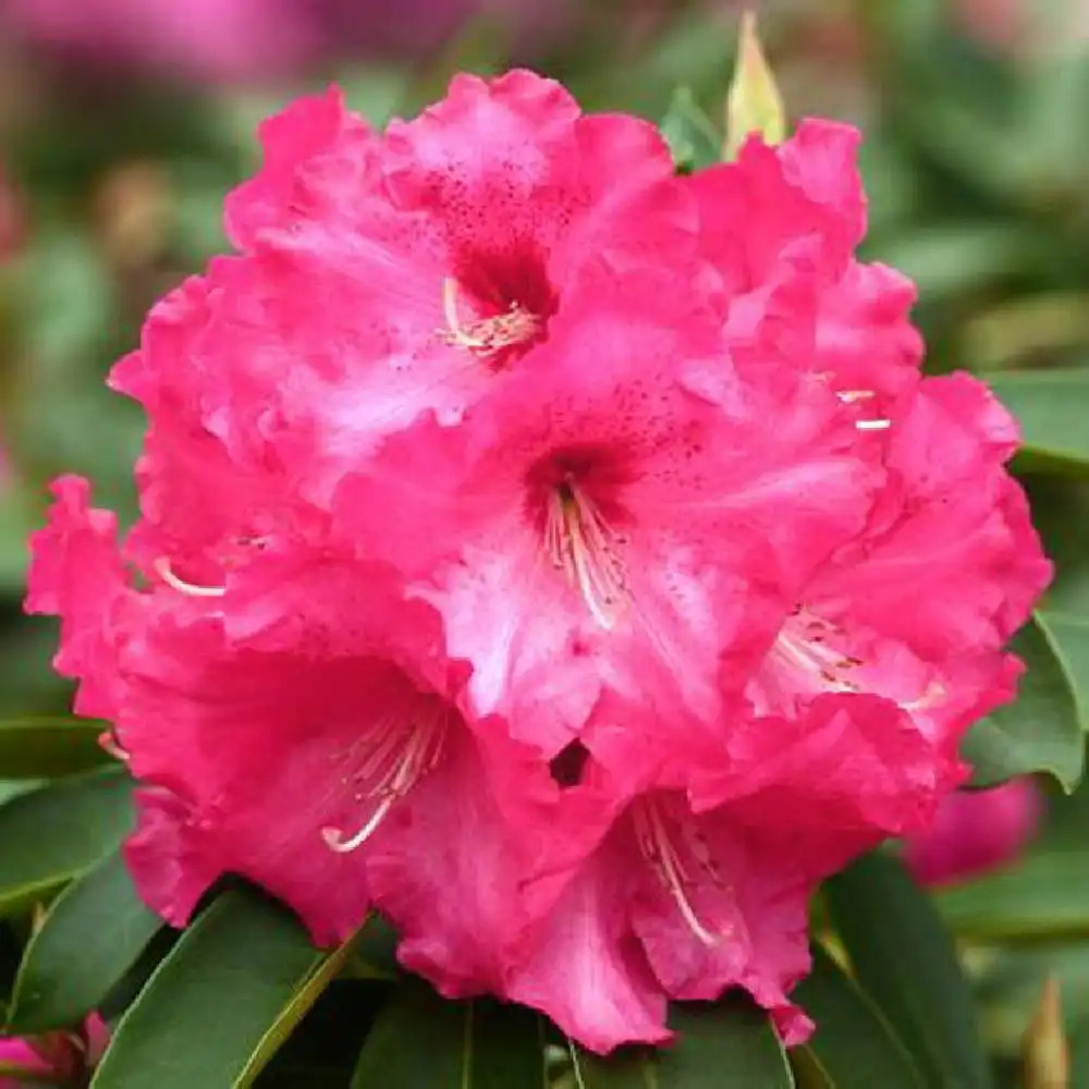 RHODODENDRON 'Heart's Delight'