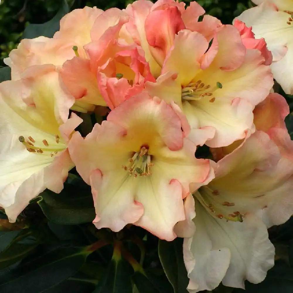 RHODODENDRON 'Horizon Monarch'