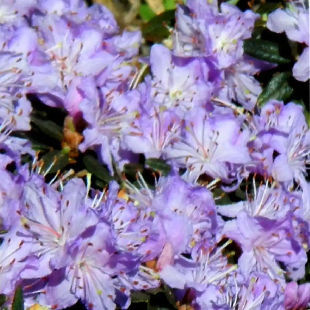 RHODODENDRON impeditum 'Select'