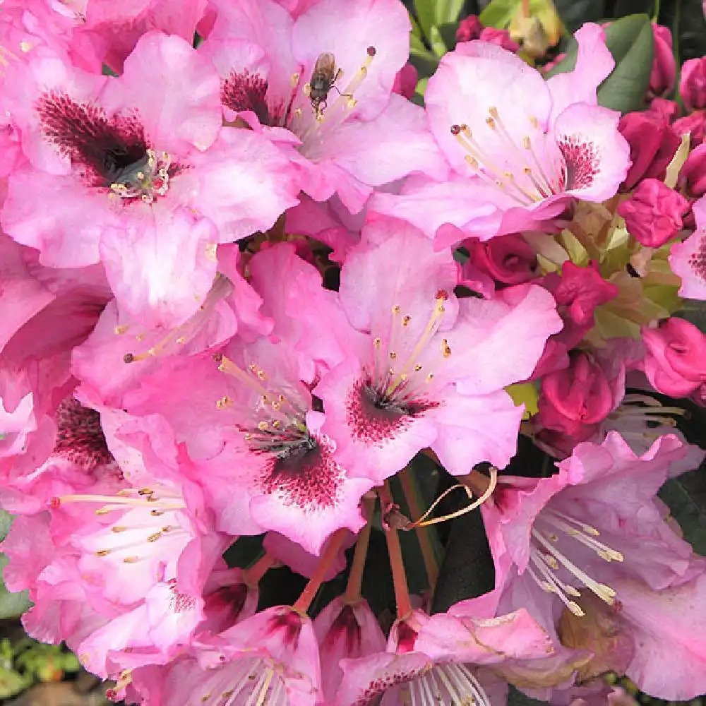 RHODODENDRON 'Kokardia'