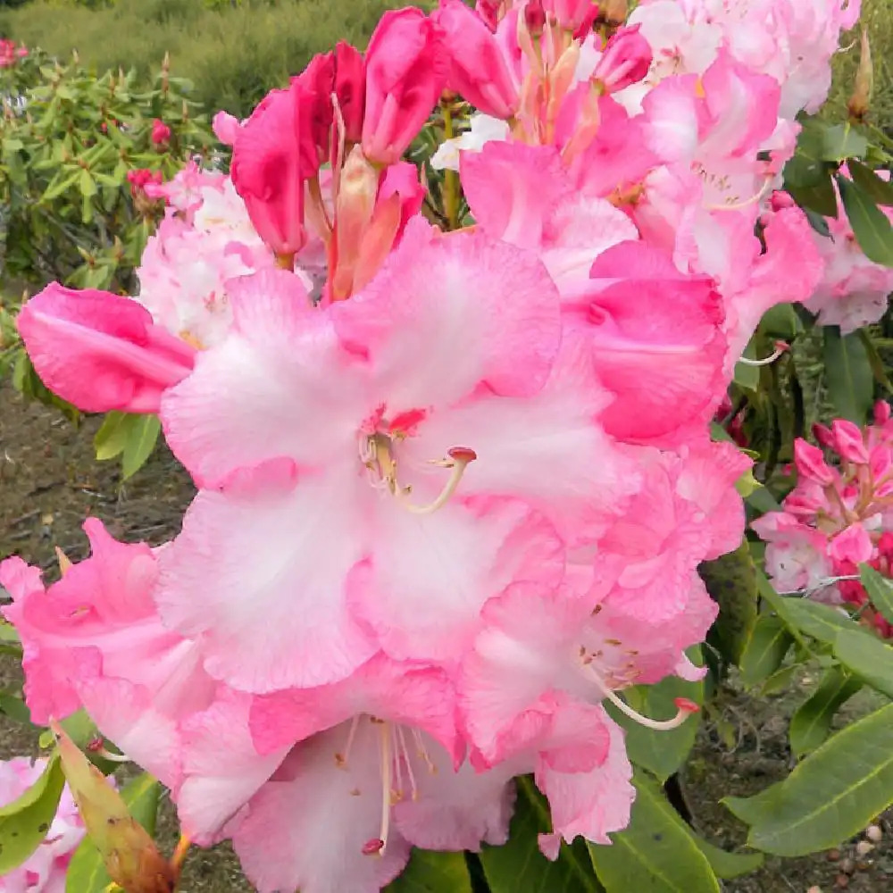 RHODODENDRON 'Lem's Monarch'