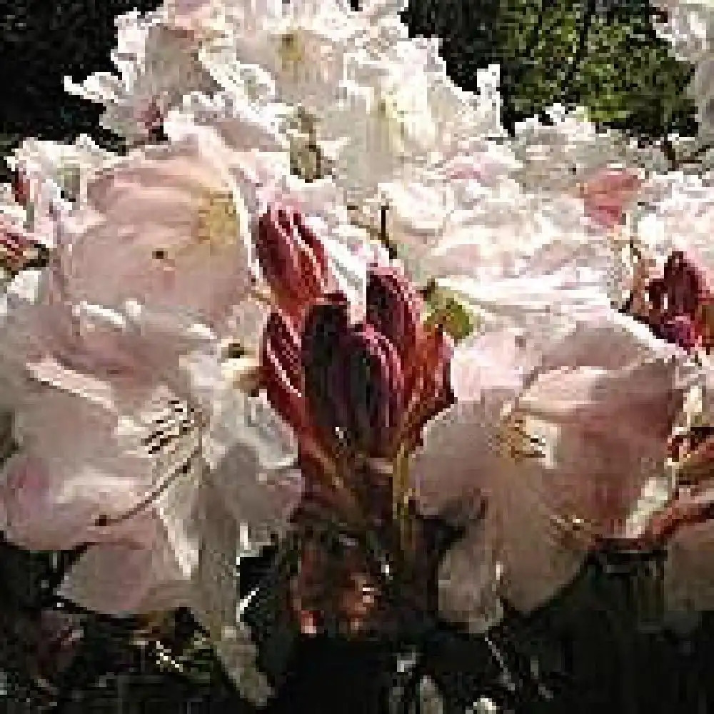 RHODODENDRON 'Loderi King Georges'