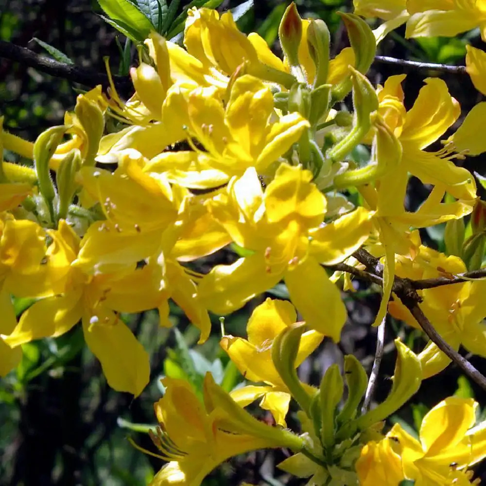 RHODODENDRON luteum (=AZALEA luteum)