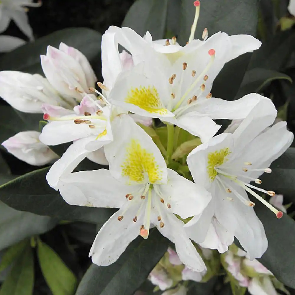 RHODODENDRON 'Madame Masson'