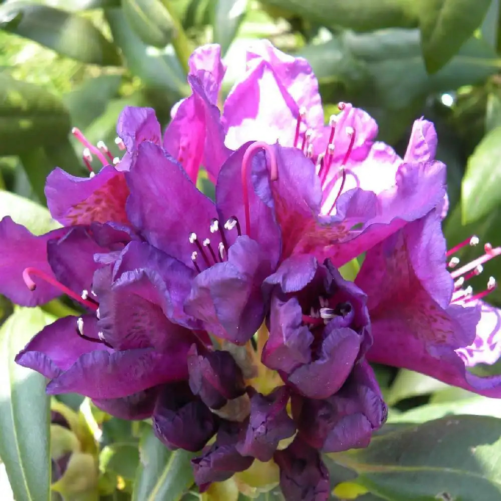 RHODODENDRON 'Marcel Menard'