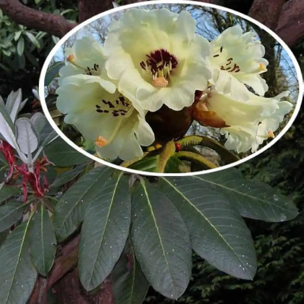 RHODODENDRON macabeanum