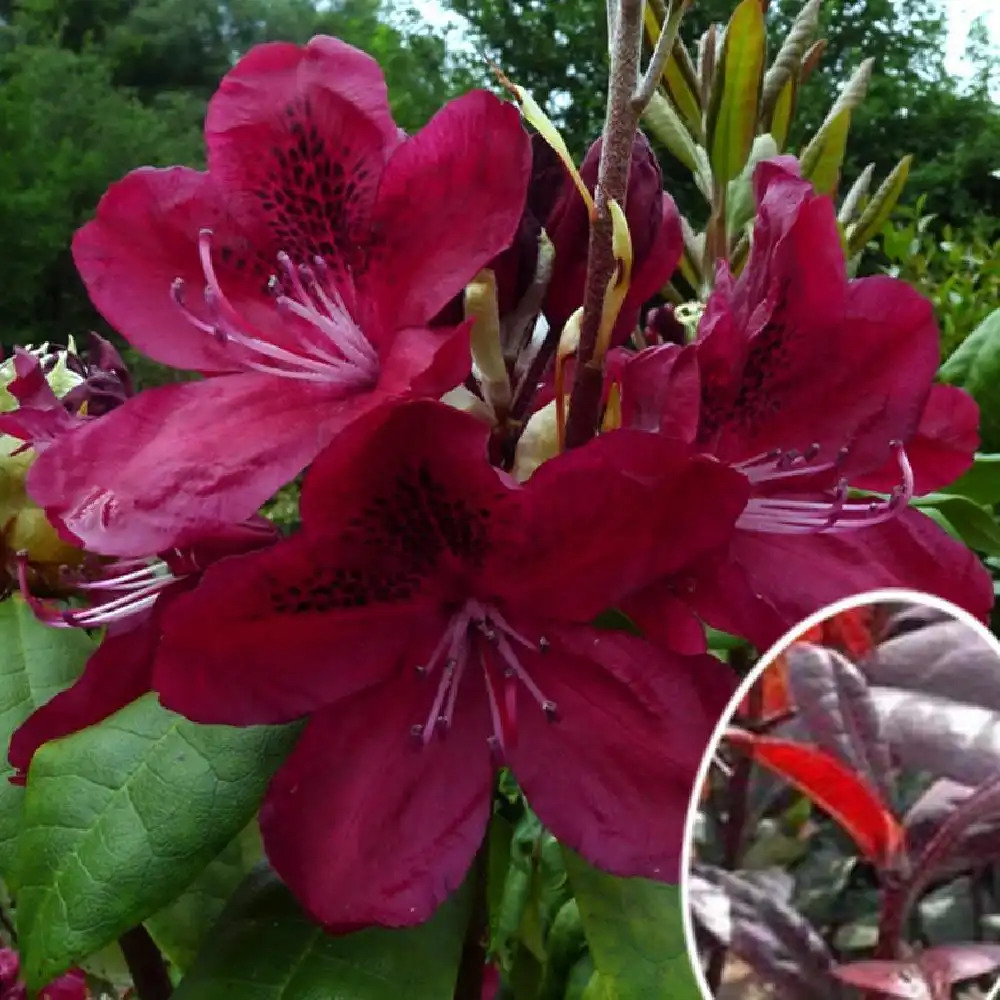 RHODODENDRON 'Moser's Maroon'