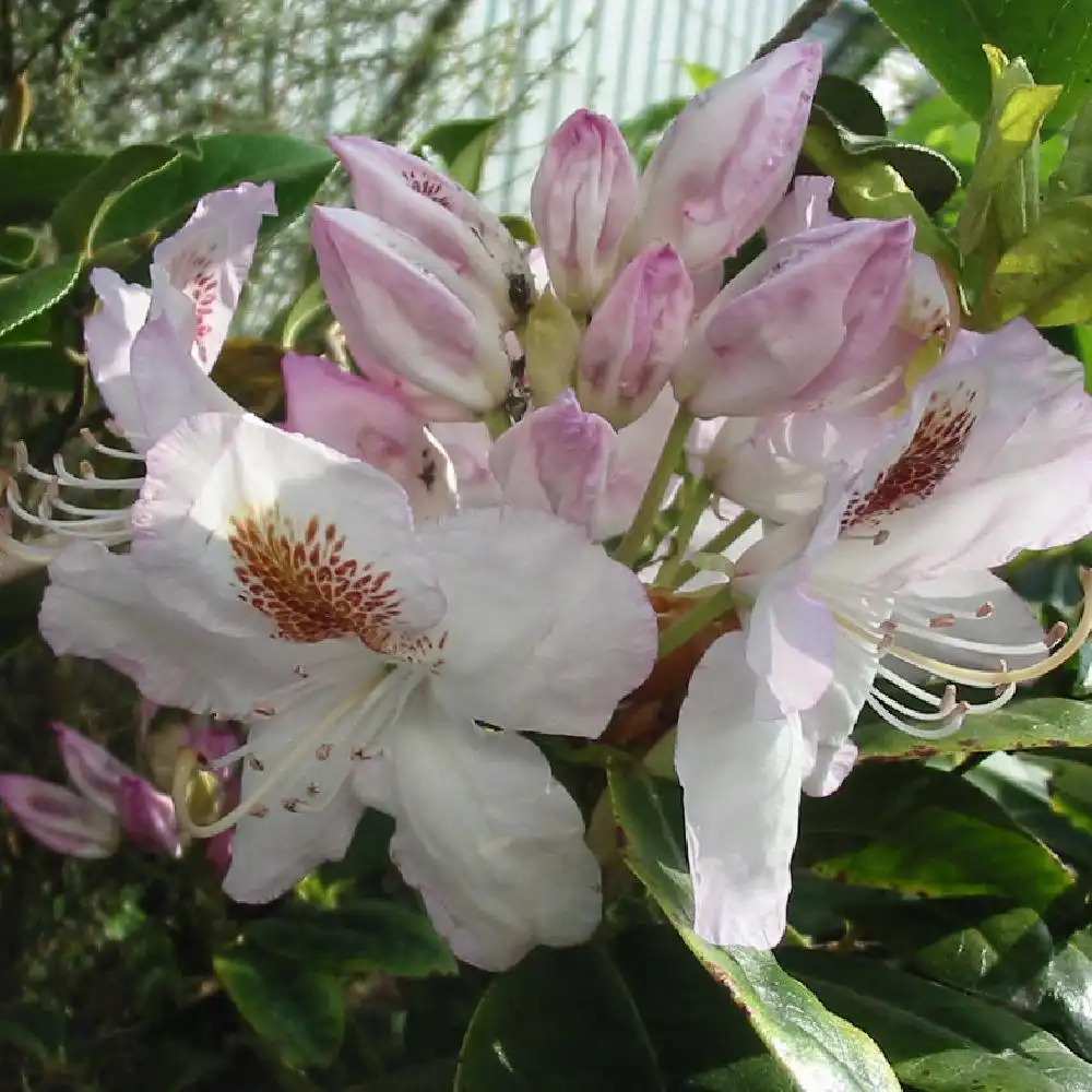 RHODODENDRON 'Mrs T.H. Lowinsky'