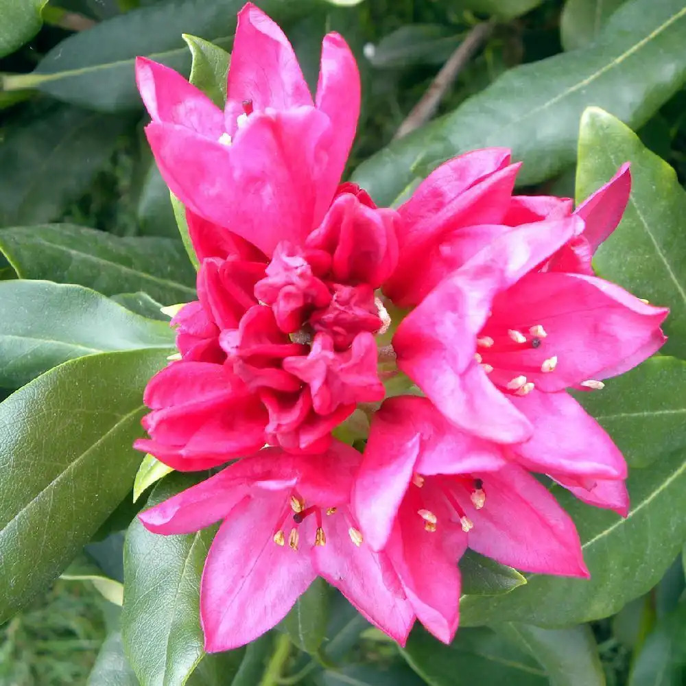 RHODODENDRON 'Nova Zembla'