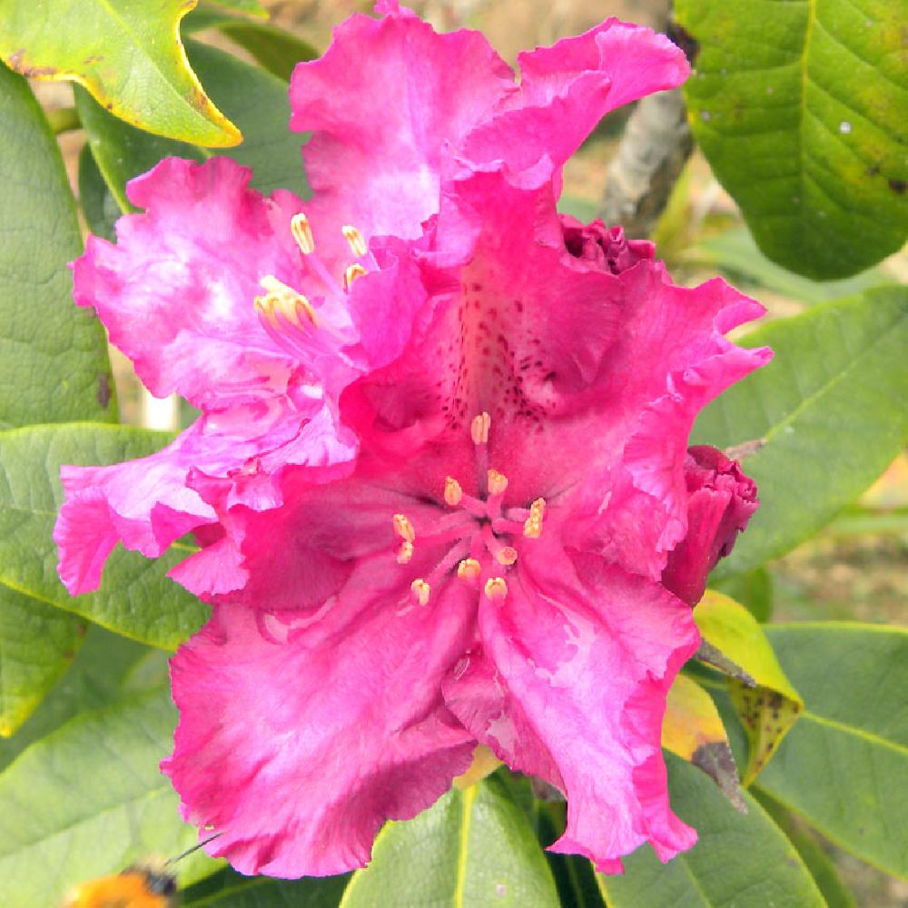 RHODODENDRON 'Old Port'