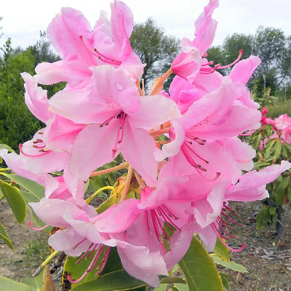 RHODODENDRON 'Pink Pearl'