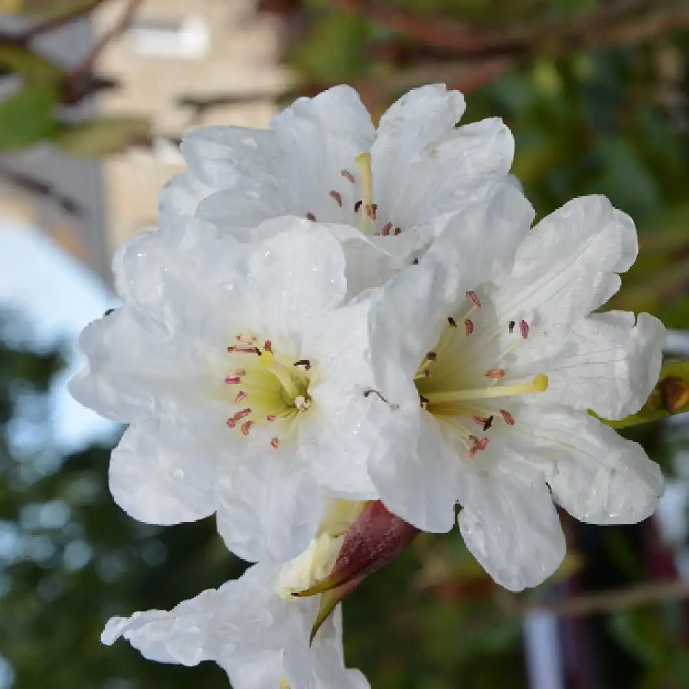 RHODODENDRON 'Polar Bear'