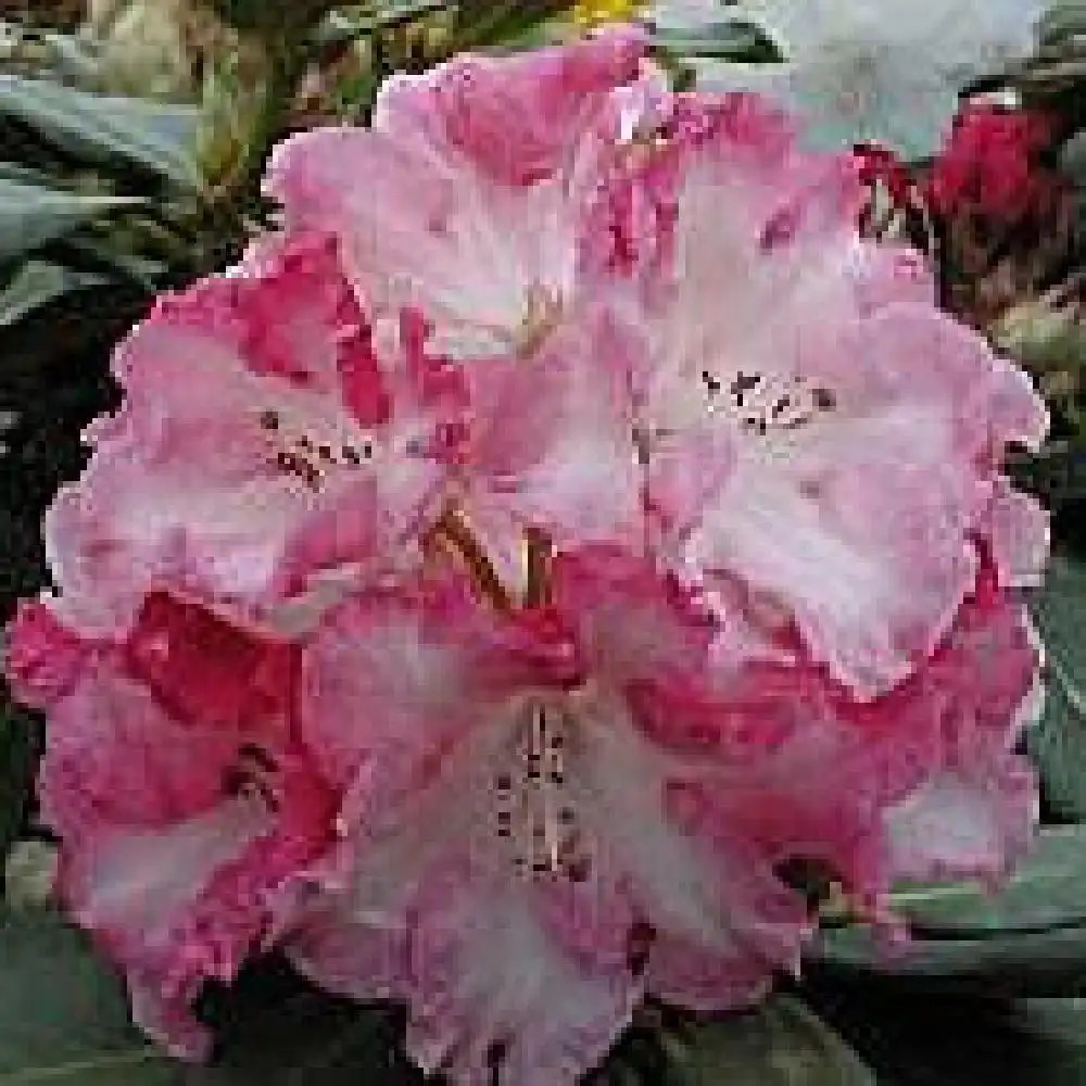 RHODODENDRON 'Point Defiance'