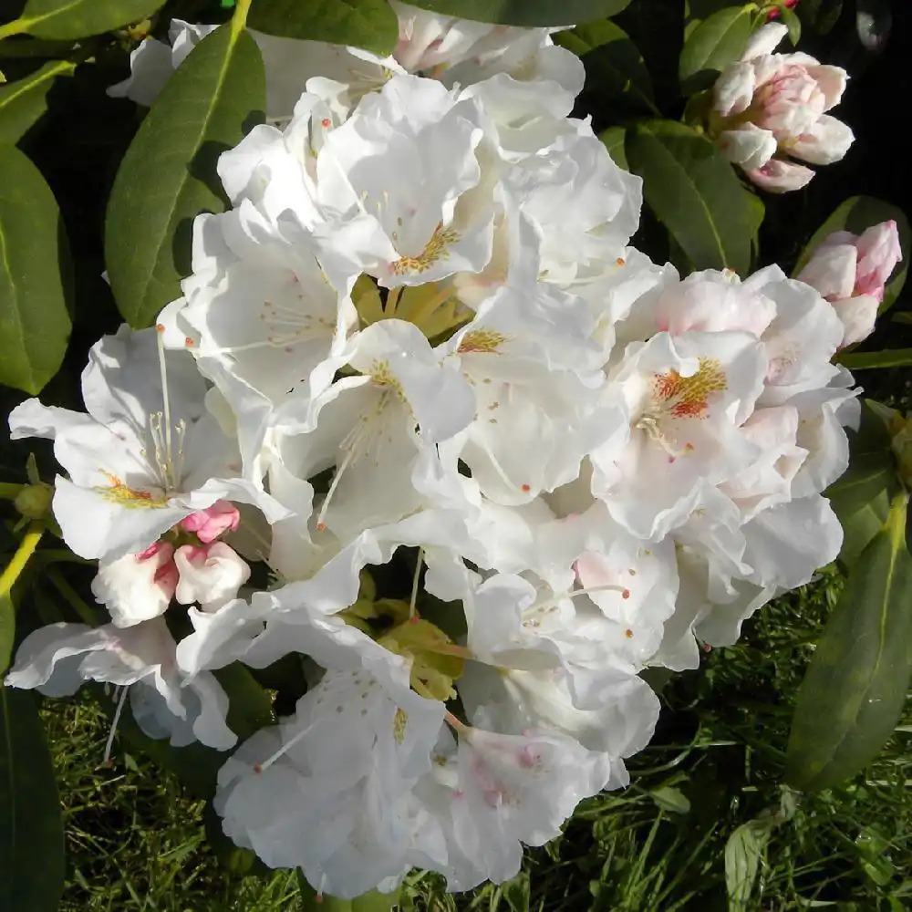 RHODODENDRON 'Portzellan'