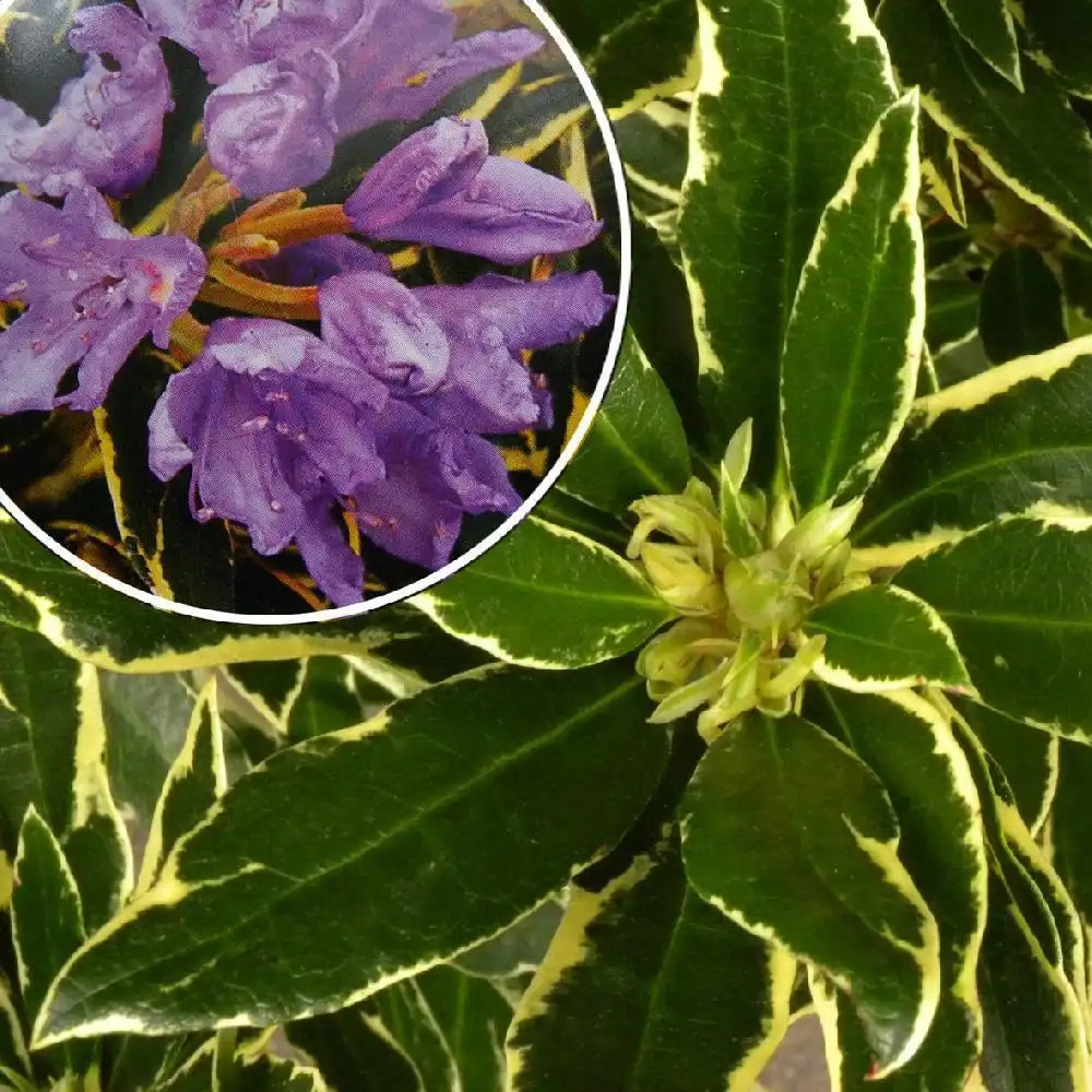 RHODODENDRON ponticum 'Variegatum'