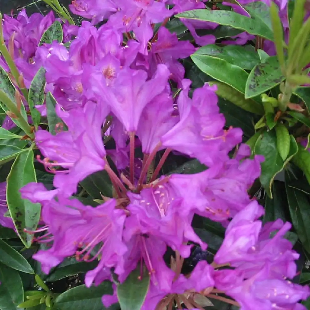 RHODODENDRON  ponticum