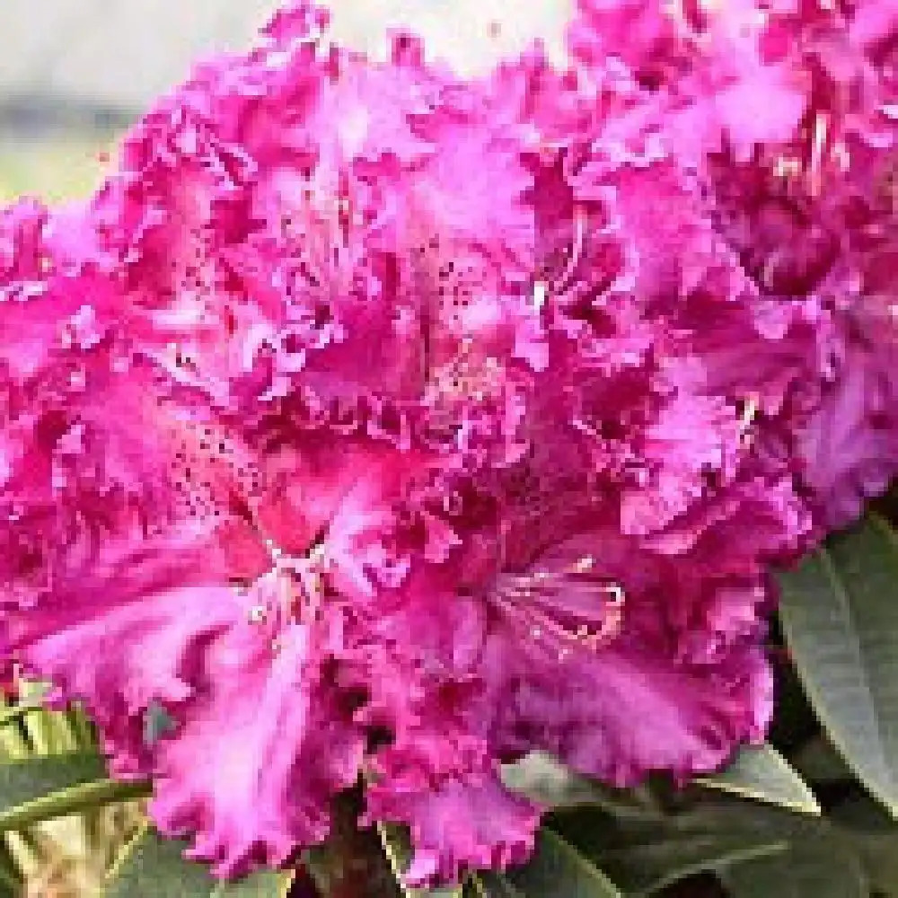 RHODODENDRON 'Purple Lace'