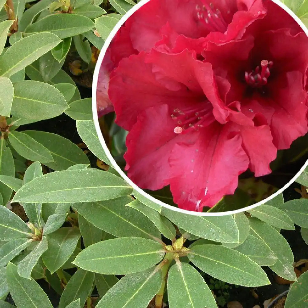 RHODODENDRON 'Red Jack'
