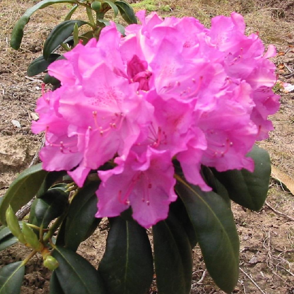 RHODODENDRON 'Roseum Elegans'