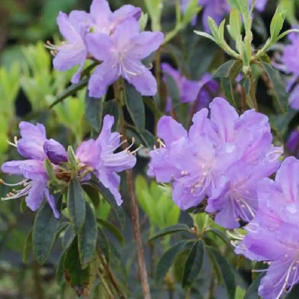 RHODODENDRON 'Saint Tudy'