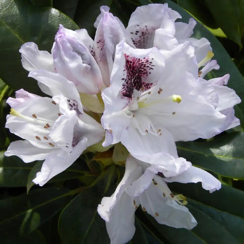RHODODENDRON 'Sappho'