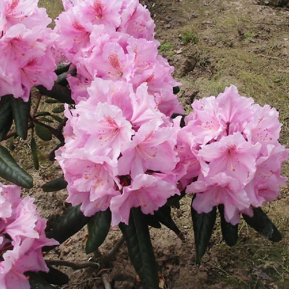 RHODODENDRON 'Scintillation'