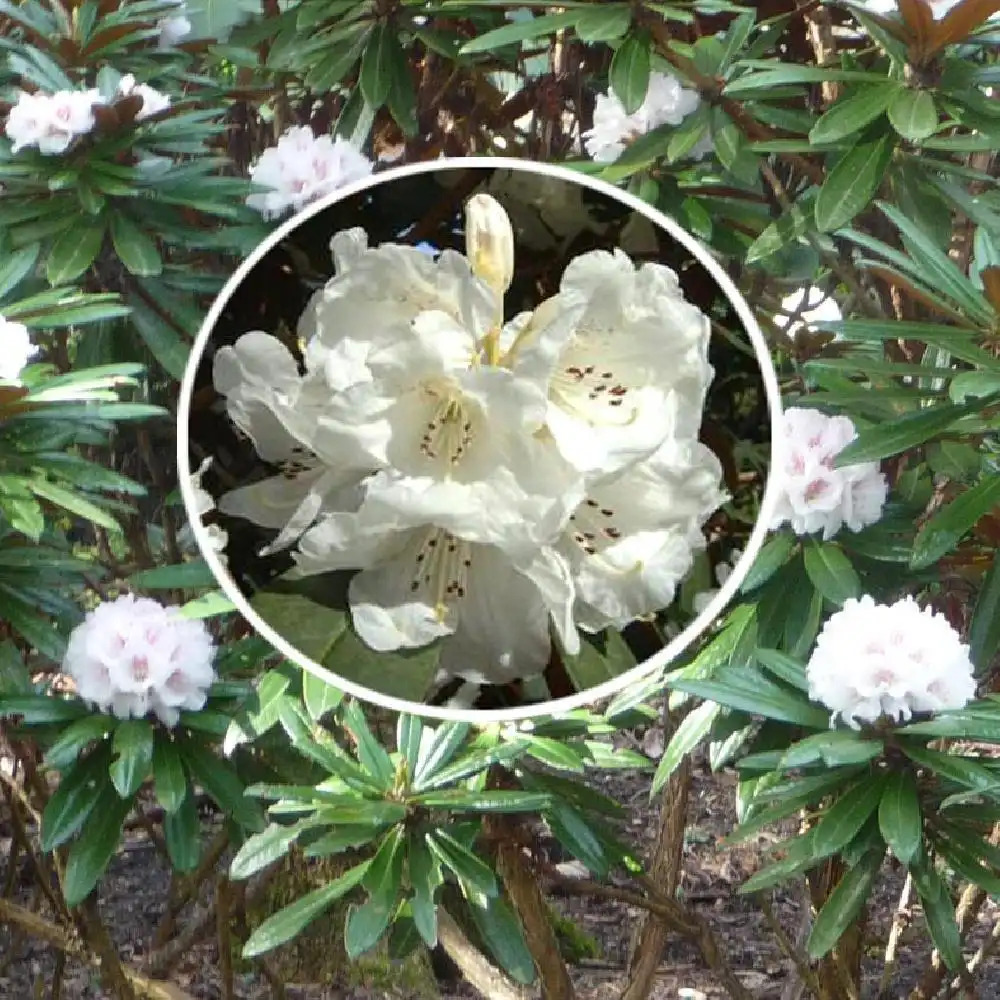 RHODODENDRON 'Sir Charles Lemon'