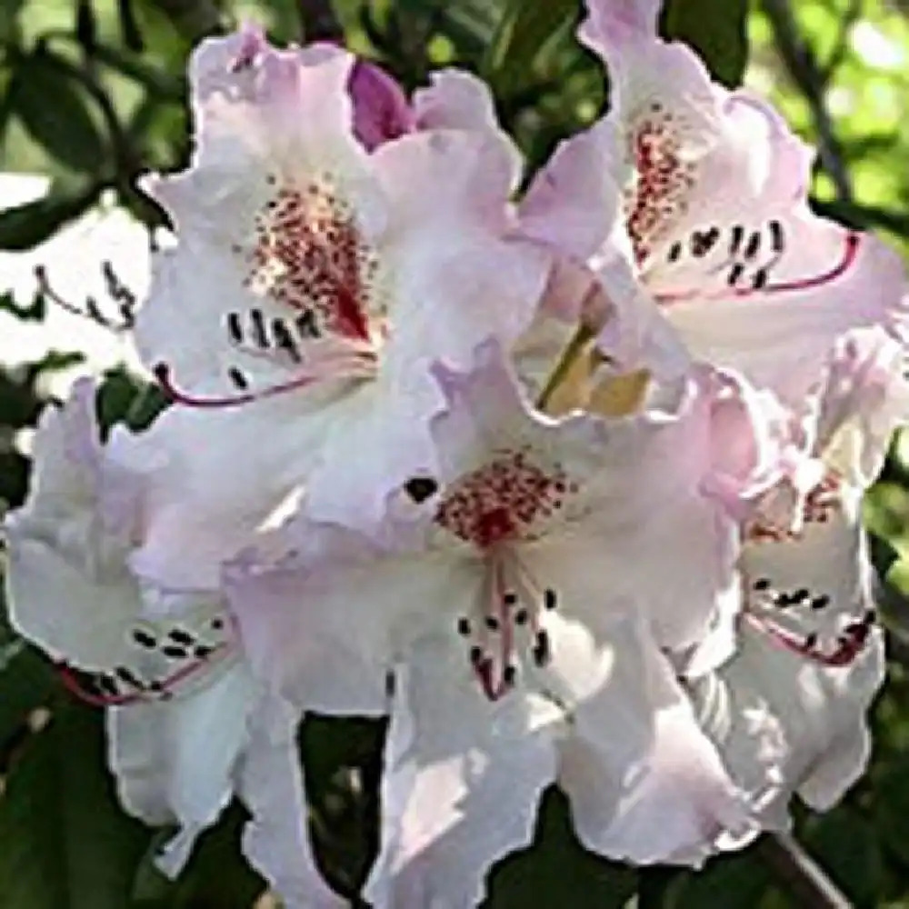 RHODODENDRON 'Simona'