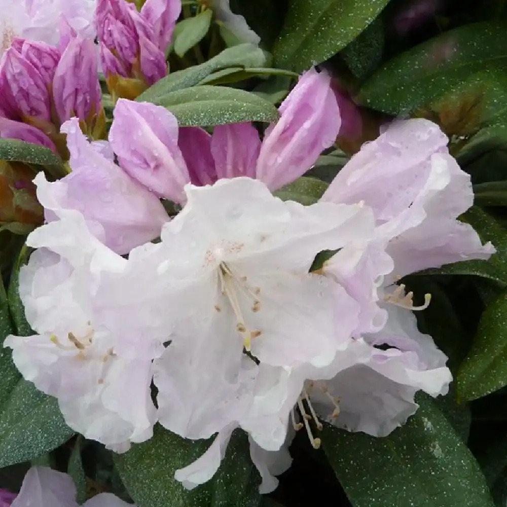 RHODODENDRON 'Sleepy'