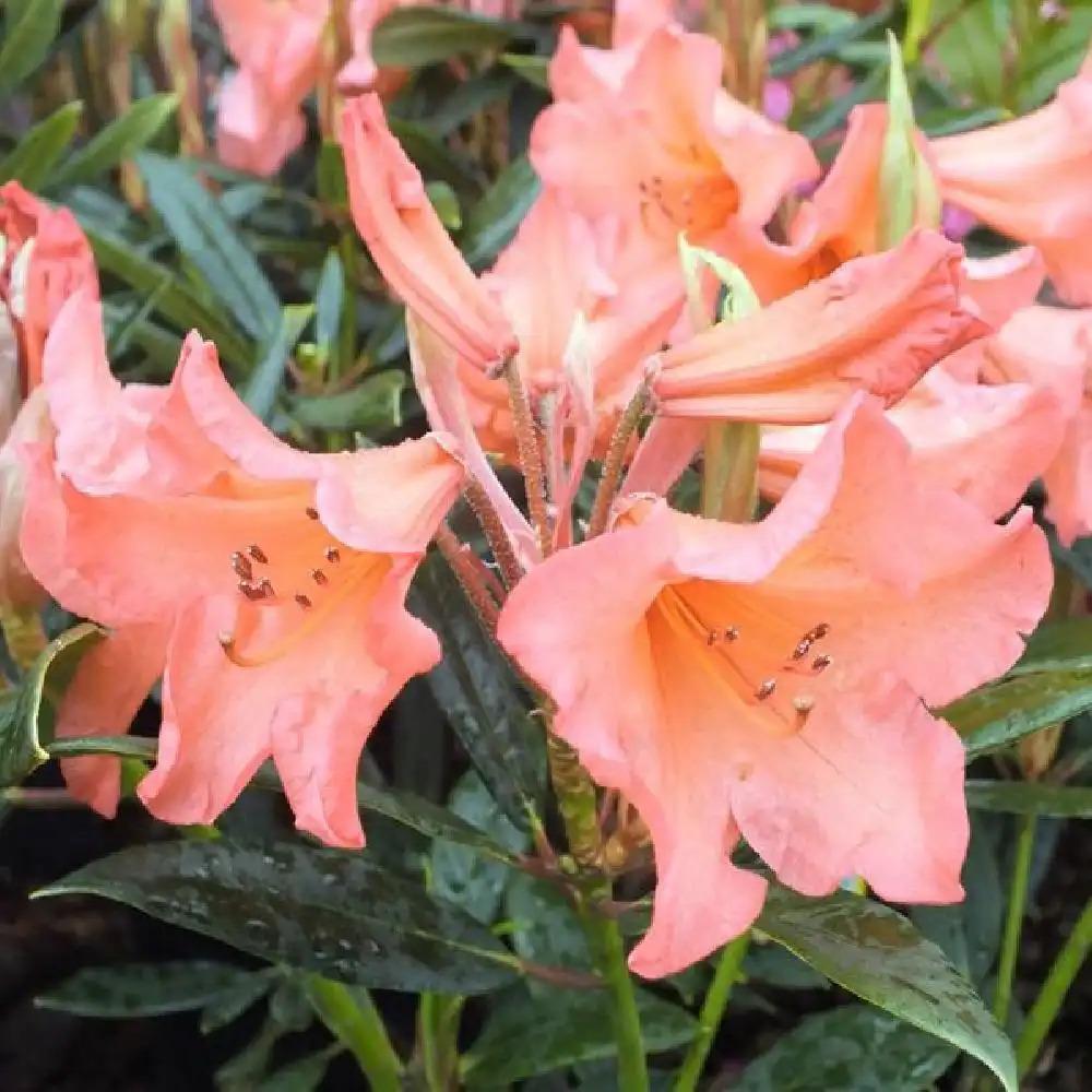 RHODODENDRON 'Tortoiseshell'