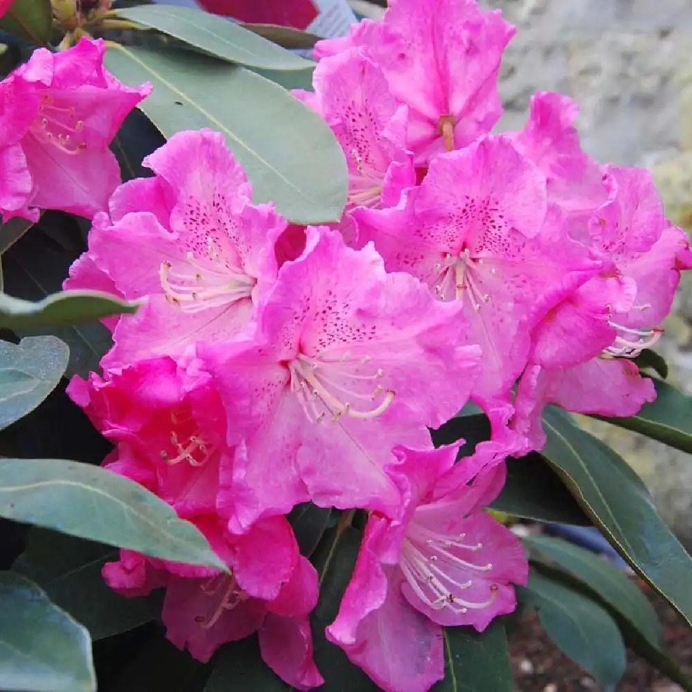 RHODODENDRON 'Val d'Aulnay'