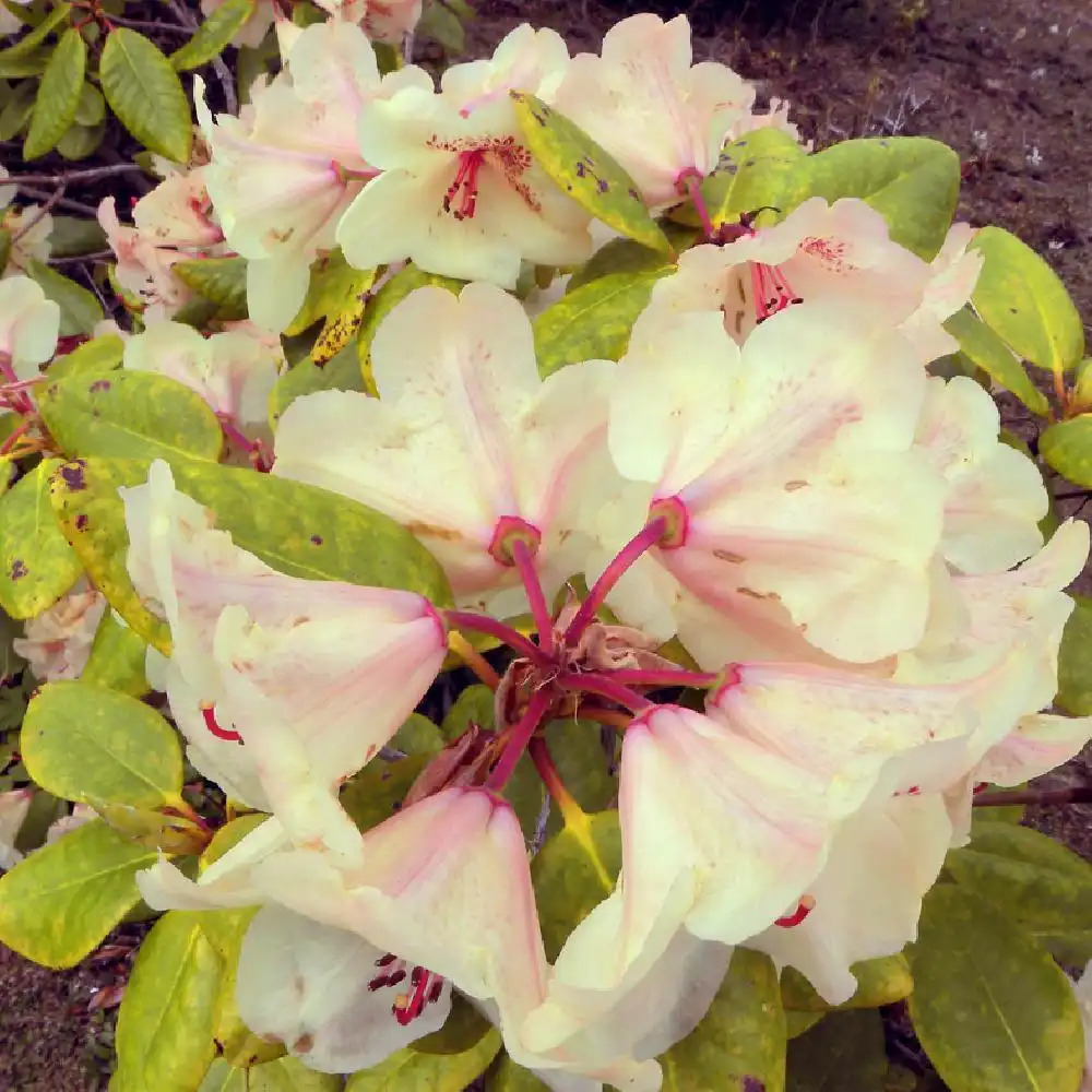 RHODODENDRON 'Viscy'